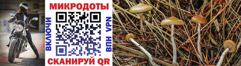 Псилоцибиновые грибы Psilocybe  цены наркотик  Данилов 